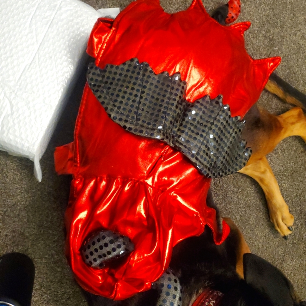 Halloween dog costume* ⛵️ 4 for $ 20